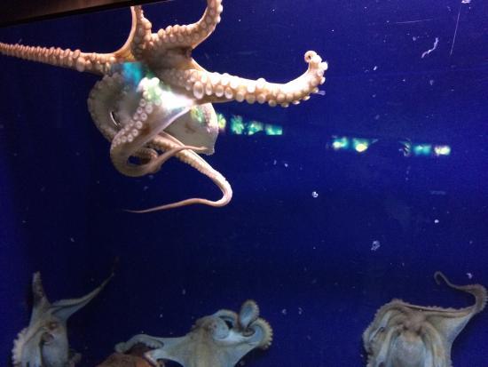 Acquario di Barcellona